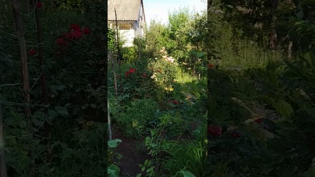 Как  укоренить черенок глицинии.