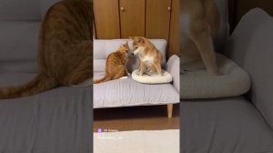 clip-139431072_456240811