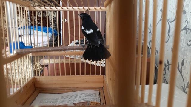 Чёрный чекан смотреть онлайн