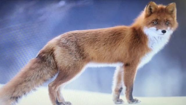 Окружающий мир "Дикие животные" смотреть онлайн