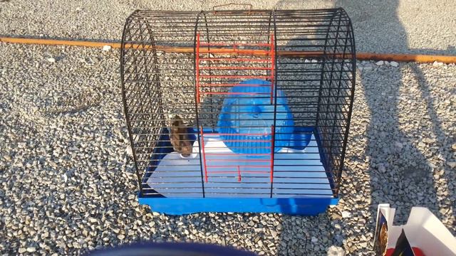 Мой любимый питомец. Хомяк. смотреть онлайн