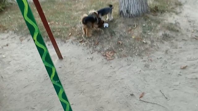 Йоркширский терьер это здорово. Лучше может быть только два йоркширских терьера. смотреть онлайн