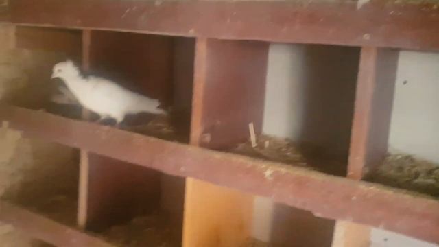 Армянски Голуби Франция.   Pigeons Arméniens En France.