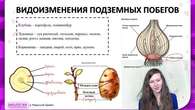 ВВИДОИЗМЕНЕНИЯ ОРГАНОВ РАСТЕНИЙ смотреть онлайн