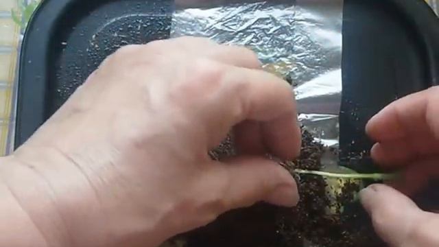 проростки огурца