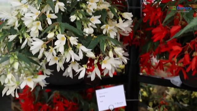 Benary's Virtual Flower Trials 2020: Groovy Begonia смотреть онлайн