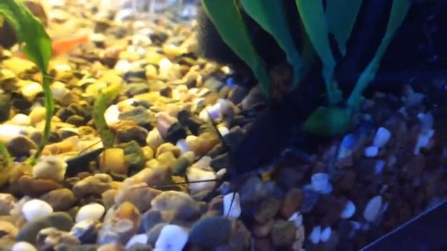 Сом "Анциструс" смотреть онлайн