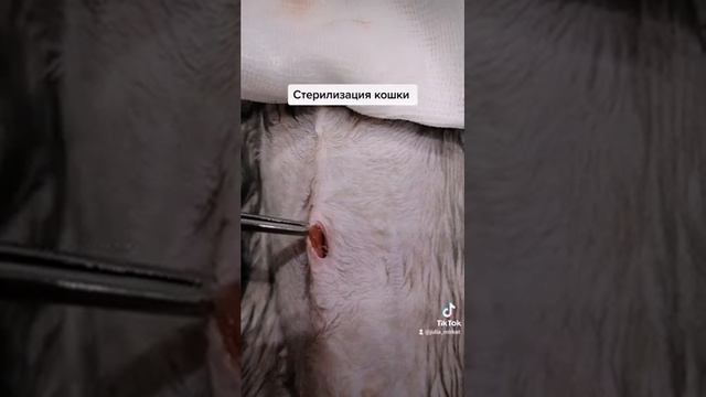 Стерилизация кошки бездомной, 7дек 2021г смотреть онлайн