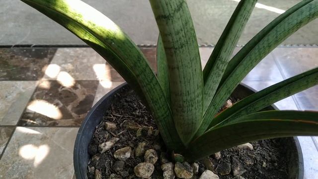 Sansevieria Hybrid ‘Silver Surfer’ смотреть онлайн