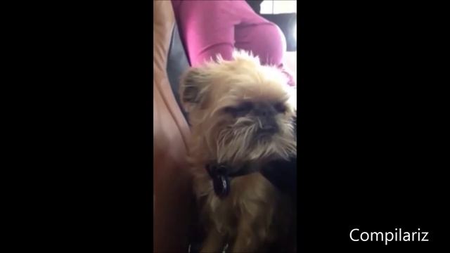 Залипающие животные...засыпают на ходу! Смешное видео! смотреть онлайн