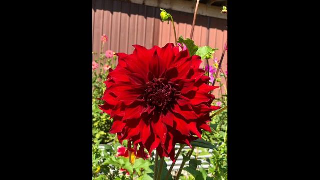 Dahlia Portraits смотреть онлайн