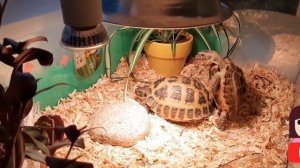 ?РАЗМНОЖЕНИЕ СУХОПУТНЫХ ЧЕРЕПАХ?СПАРИВАНИЕ ЗИМА 2020 ?