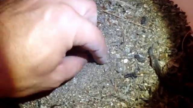 Разведение мучных хрущей (продолжение 31.07.2017) смотреть онлайн