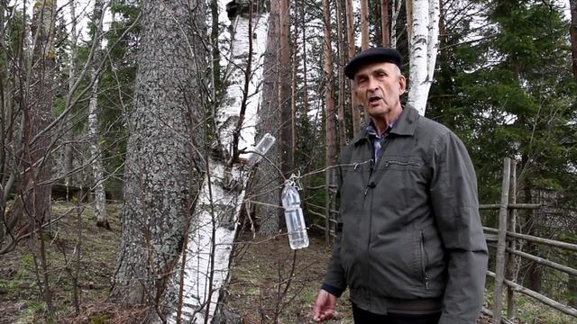 Собираем берёзовый сок безопасным для дерева способом смотреть онлайн