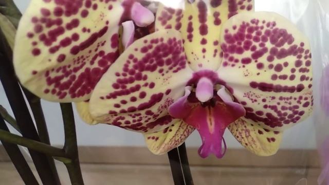 ОРХИДЕИ РЕДКИЕ И СОРТОВЫЕ!!! МОЙ ОБЗОР смотреть онлайн