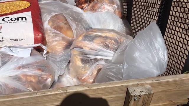 Why bait black bears? Is it necessary and Ethical? смотреть онлайн