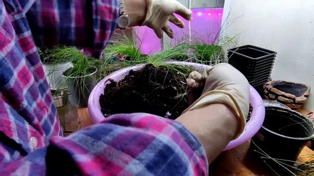 Изолепис поникающий. Сложно ли выращивать? Нет! смотреть онлайн