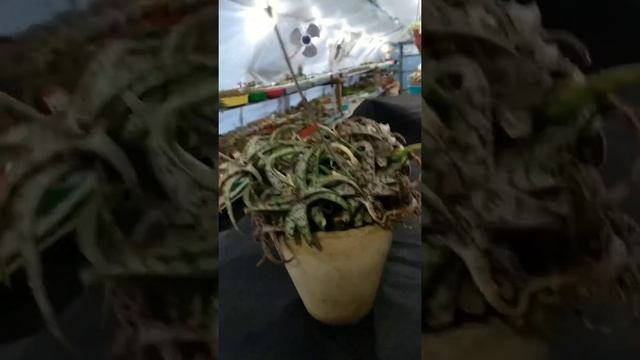 Aloe rauhii - Алоэ Рауха гибрид. смотреть онлайн