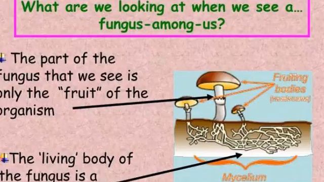 the fungi kingdom