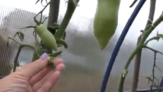 Вся правда о Корнабеле смотреть онлайн