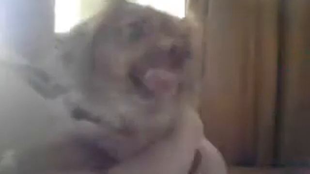 Моя собачка злиться)))) смотреть онлайн