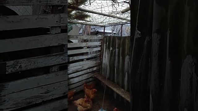 Дрозды зимуют с курами смотреть онлайн