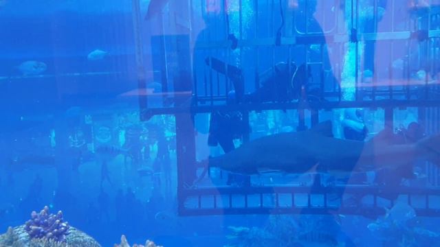 Dubai Mall Aquarium | Underwater Zoo | Dubai Mall | Free Hidden Spot | Dubai Tourist Attraction смотреть онлайн