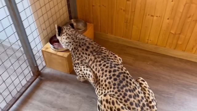 Домашний гепард гуляет сам по себе. Герда выучила новую команду!! Это победа!