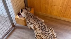 Домашний гепард гуляет сам по себе. Герда выучила новую команду!! Это победа!