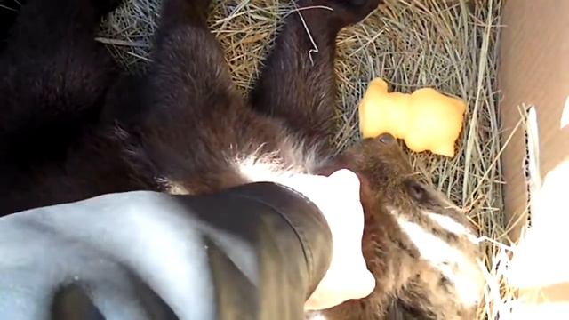 Медвежонок в зимней спячке смотреть онлайн