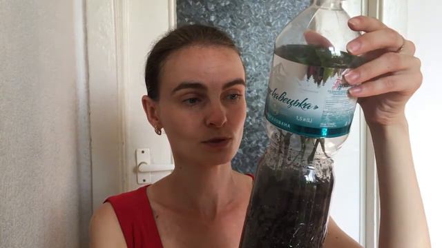 Прекрасные результаты: черенки лимона укоренились смотреть онлайн