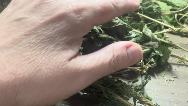 ФИТО чай для вязальщицы! Благородные травы, зимняя поддержка организма☘️🦋☘️🦋☘️🦋 смотреть онлайн