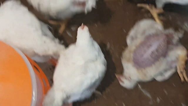 домашнее содержание свиней. переходим на сухое кормление. смотреть онлайн