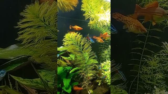 аквариумные рыбки смотреть онлайн