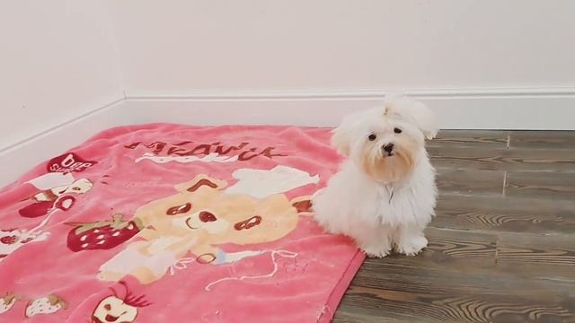 Девочка Мальтийской болонки 2/ #купитьщенка #мальтийскаяболонка #pyrozhukoksana #ukraine #malteser смотреть онлайн