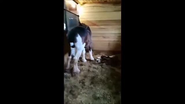 Первые шаги жеребенка смотреть онлайн