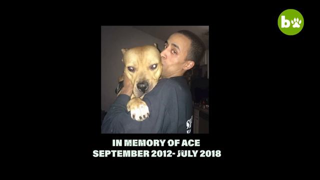 Dog Dynasty: Entire Season 3 (1 Hour 20 Min) смотреть онлайн