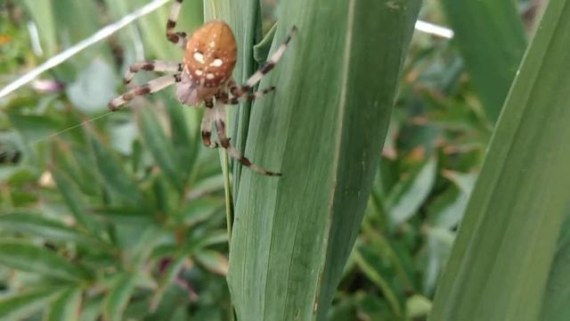 Araneus quadratus :) duży pająk. смотреть онлайн