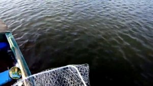 Рыбалка на волге ловля жереха на спиннинг