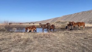 ГРЯЗЕВЫЕ ВАННЫ для ЛОШАДЕЙ, лошади КУПАЮТСЯ. Жылқылардың суға шомылу сәті!