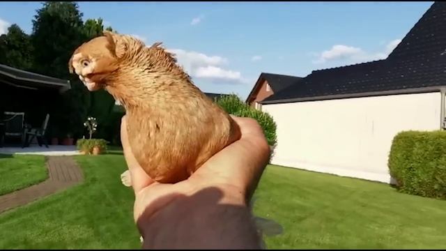 Майк Тайсон дал $1,000,000 голубям! Двухчубые голуби. Tauben. Pigeons. Palomas. Pombos. 비둘기.