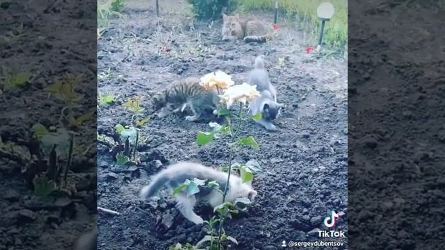 Как приучить котят ходить в туалет. смотреть онлайн
