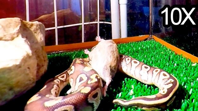GoPro Hero 4 Silver - Royal ball python attack in slowmotion смотреть онлайн