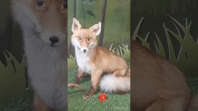 чучела животных 4.mp4