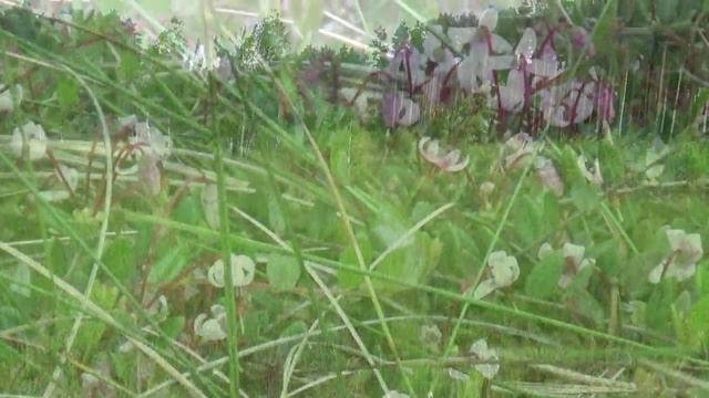 Наедине с природой. смотреть онлайн