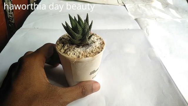 haworthia fasciata mini succulent show смотреть онлайн