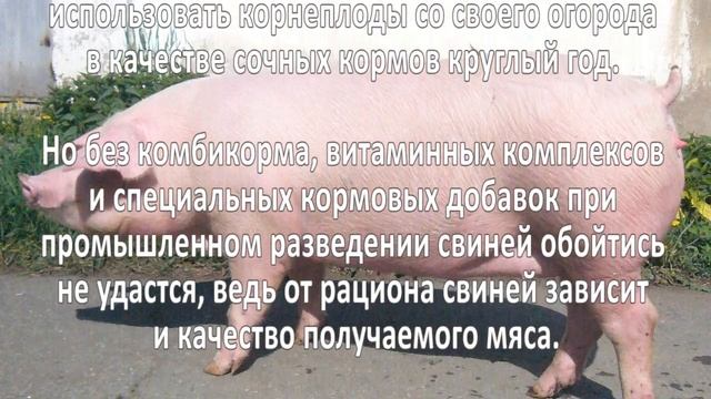 Разведение свиней смотреть онлайн