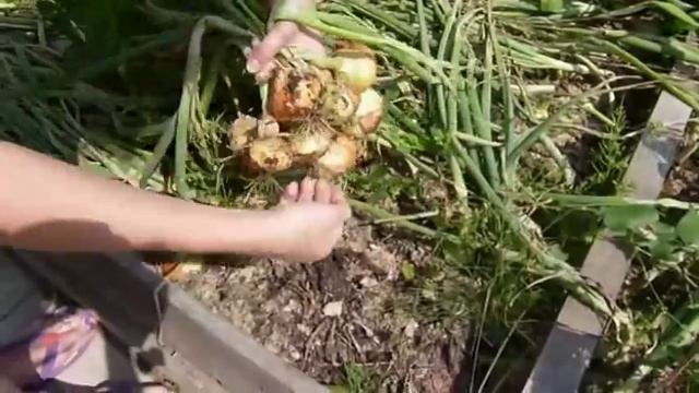 Выращивание лука на репку из севка