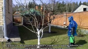 Груша Мраморная