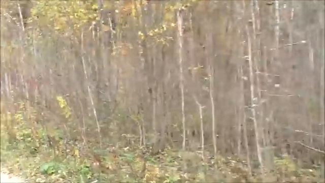 ОХОТА С РУССКОЙ ГОНЧЕЙ - Аргон вл. Шатров В.А. смотреть онлайн